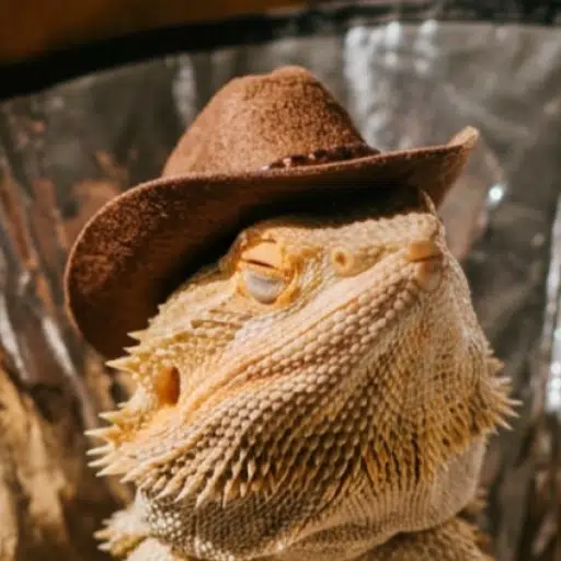 Dragon in Hat
